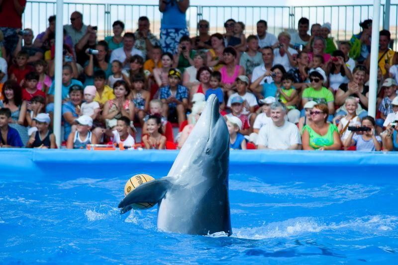 Feodosijskij delfinarij Nemo 1