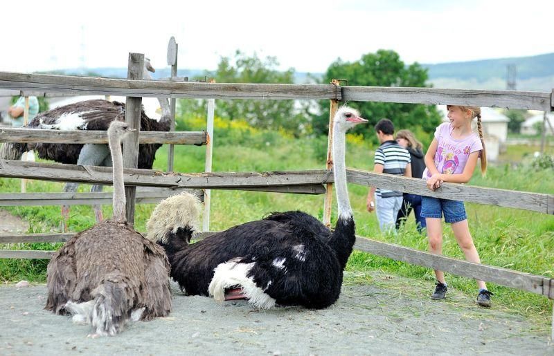 Denisovskaya Strausinaya ferma 1