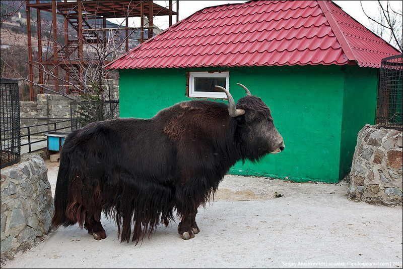 YAltinskij zoopark Skazka 1