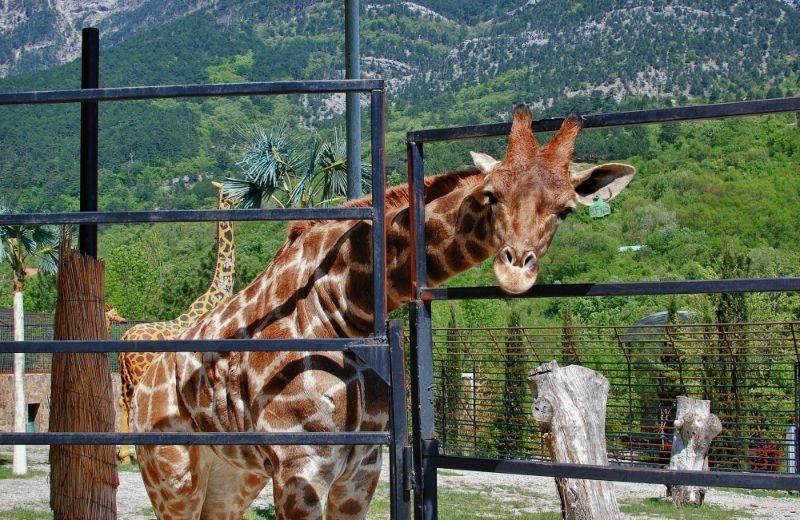 YAltinskij zoopark Skazka 1